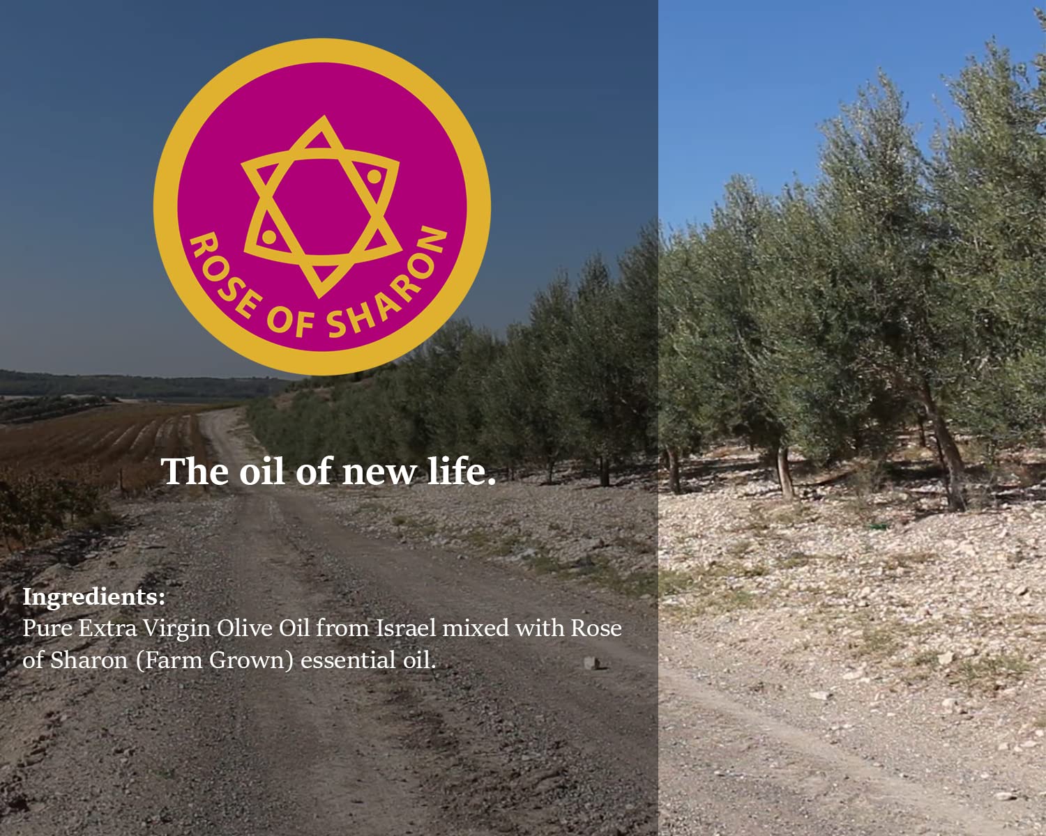 Handcrafted Rose of Sharon Anointing Oil from Holy Land - 100% Pure Extra Virgin Olive Oil & Essential Oils Blend - for Prayer, Worship, Spiritual Ceremonies & Home Blessings - 8.45 Fl Oz Holy Anointing Oil for Christian Faith & Biblical Practices