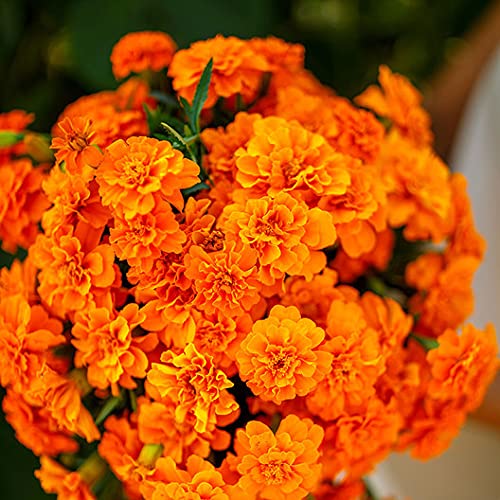 100 Tangerine Double French Marigold Seeds - Non-GMO, Heirloom Flower Seeds for Garden Planting | Perfect for Borders, Containers & Cut Flower Arrangements