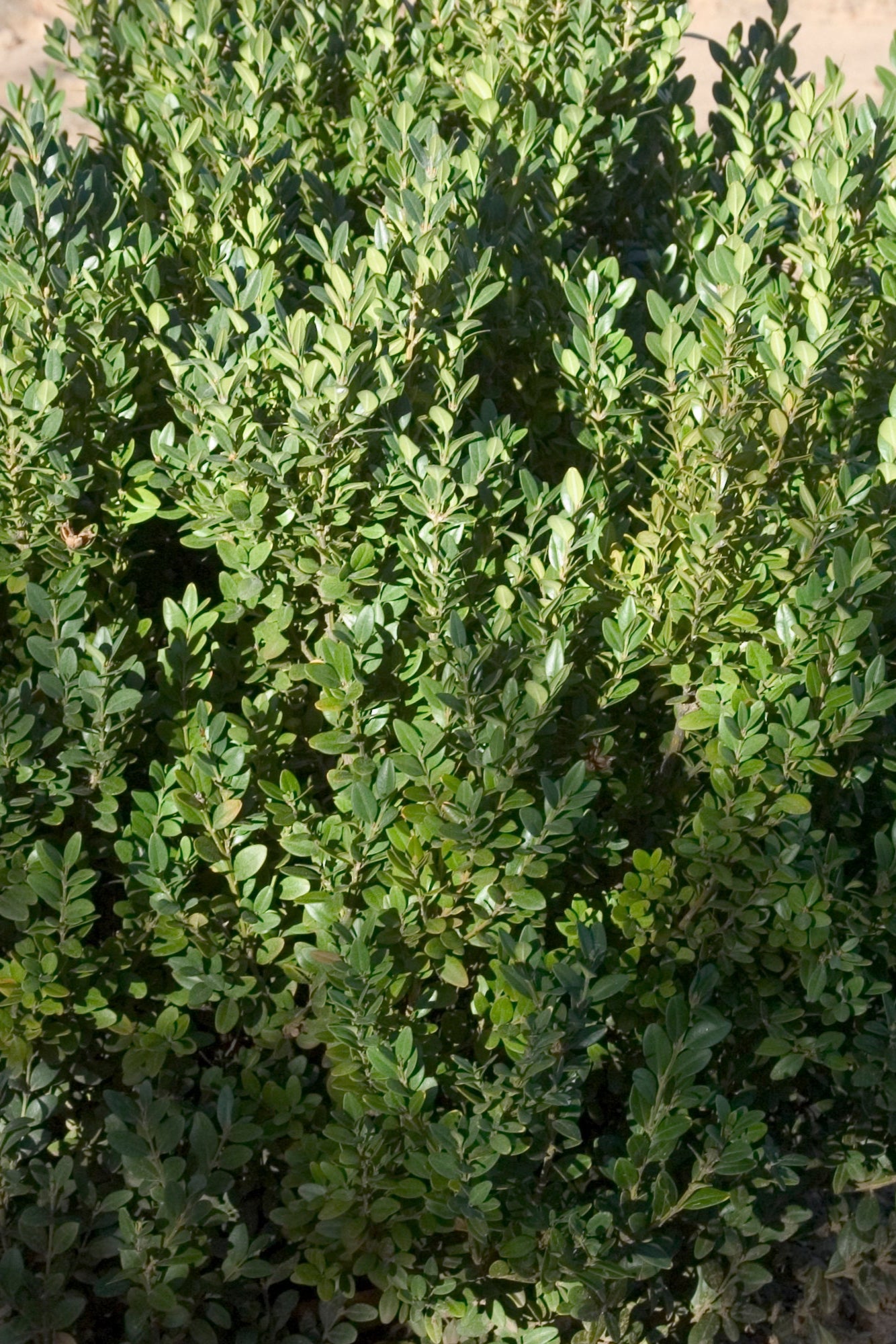 Buxus 'Green Mountain' Boxwood Shrub - #5 Container Size | Evergreen Hedge Plant for Landscaping, Garden Borders & Topiary | Perfect for Outdoor Decor, Privacy Screening & Formal Gardens