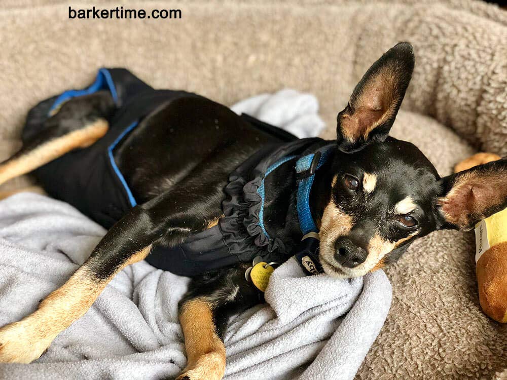 Premium Midnight Black Dog Diaper Overall with Tail Hole - Size L, Made in USA | Absorbent & Washable Pet Diapers for Incontinence, Travel & Post-Surgery Care