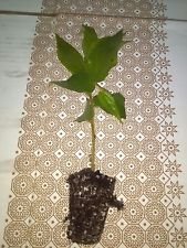 Live Jamaican Cherry (Muntingia Calabura) Strawberry Tree Plant - Healthy Fruit-Bearing Tropical Tree for Home Garden & Landscaping | Perfect for Backyard Orchards, Urban Gardening & Fresh Fruit Harvesting