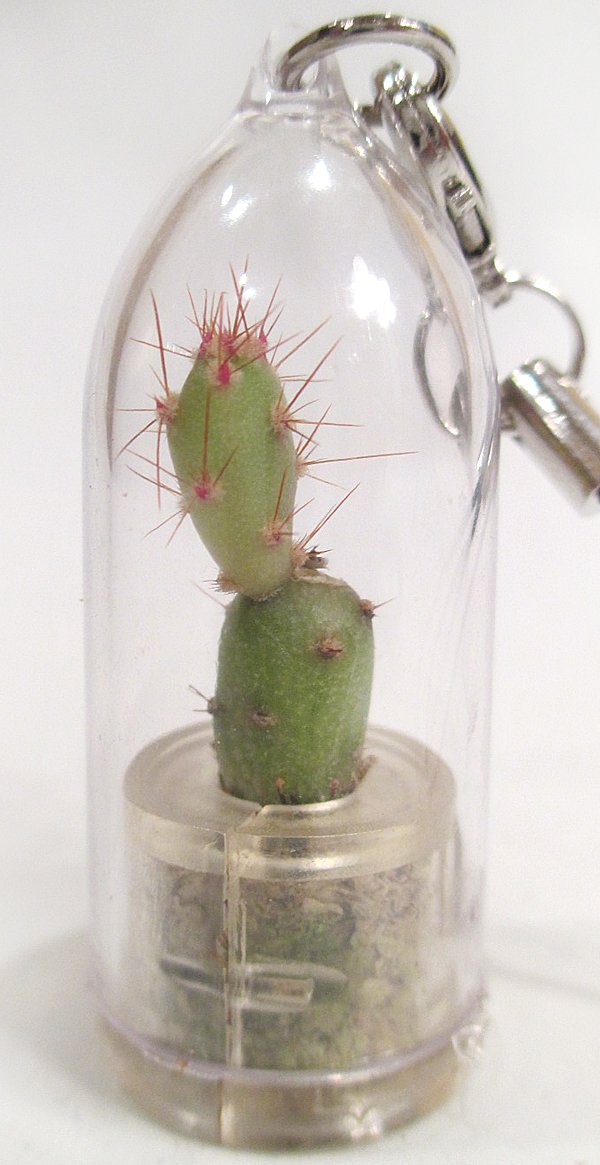 Goldy Cactus Live Terrarium Plant Keychain - Unique Succulent Accessory for Home Decor, Office Desk, or Gift Giving