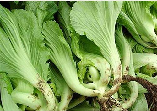 100+ Non-GMO Chinese Mustard Cabbage Seeds (GAI Choi) - Green Leaf Vegetable for Home Gardening, Asian Cooking & Organic Farming
