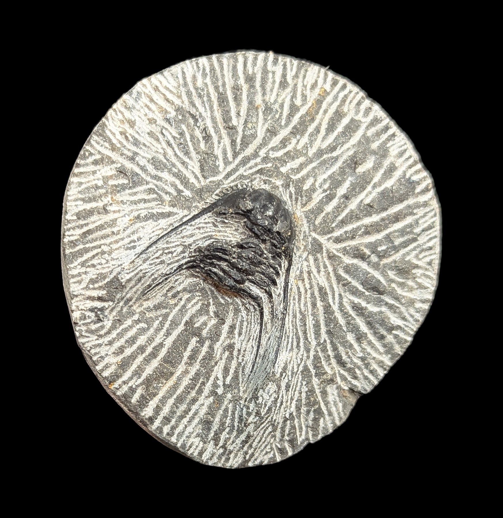 Authentic Fossil Trilobite Kettneraspis in Natural Matrix - Rare Paleozoic Era Specimen for Collectors, Education & Home Decor