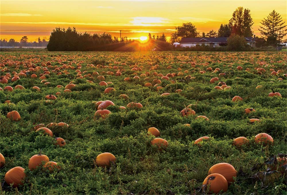 7x5ft Pumpkin Patch Backdrop - Fall Farm Harvest Photography Background for Halloween, Thanksgiving Decor, Studio Props | Perfect for Party, Photo Shoots, Seasonal Events