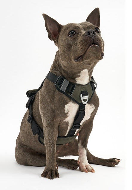Interlaken Slim 2.0 Dog Harness - Adjustable No-Pull Pet Vest for Small Medium Large Dogs | Perfect for Walking, Hiking & Outdoor Adventures