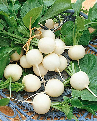 Organic Heirloom Hailstone Round White Radish Seeds - Non-GMO, 100+ Seeds for Home Gardening, Vegetable Planting & Fresh Salads