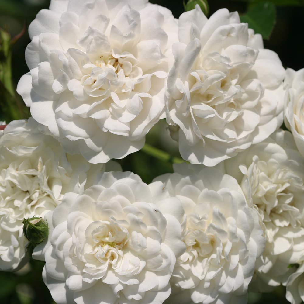 Heirloom Roses Seafoam White Rose Bush - Live Landscape Plant for Outdoor Gardens, Flower Beds & Patio Decor