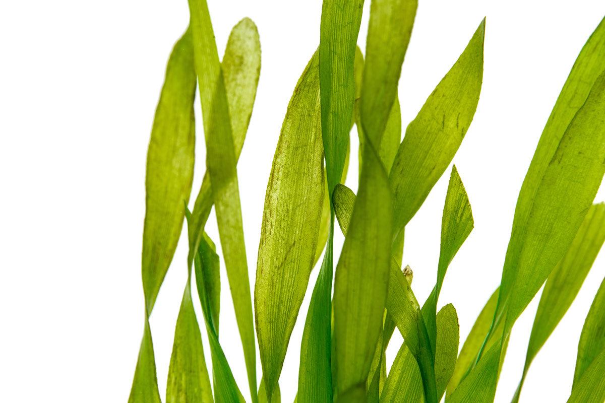 Vallisneria Torta Aquatic Plant for Aquarium - Live Freshwater Plants for Fish Tank Decoration - Perfect for Aquascaping and Natural Habitat Setup