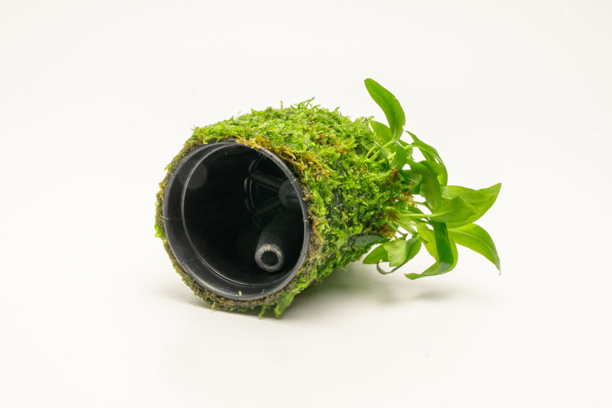 Anubias Minima Moss Tower for Aquarium - Live Aquatic Plant Decor for Fish Tank, Terrarium & Paludarium - Perfect for Shrimp, Betta & Nano Tanks