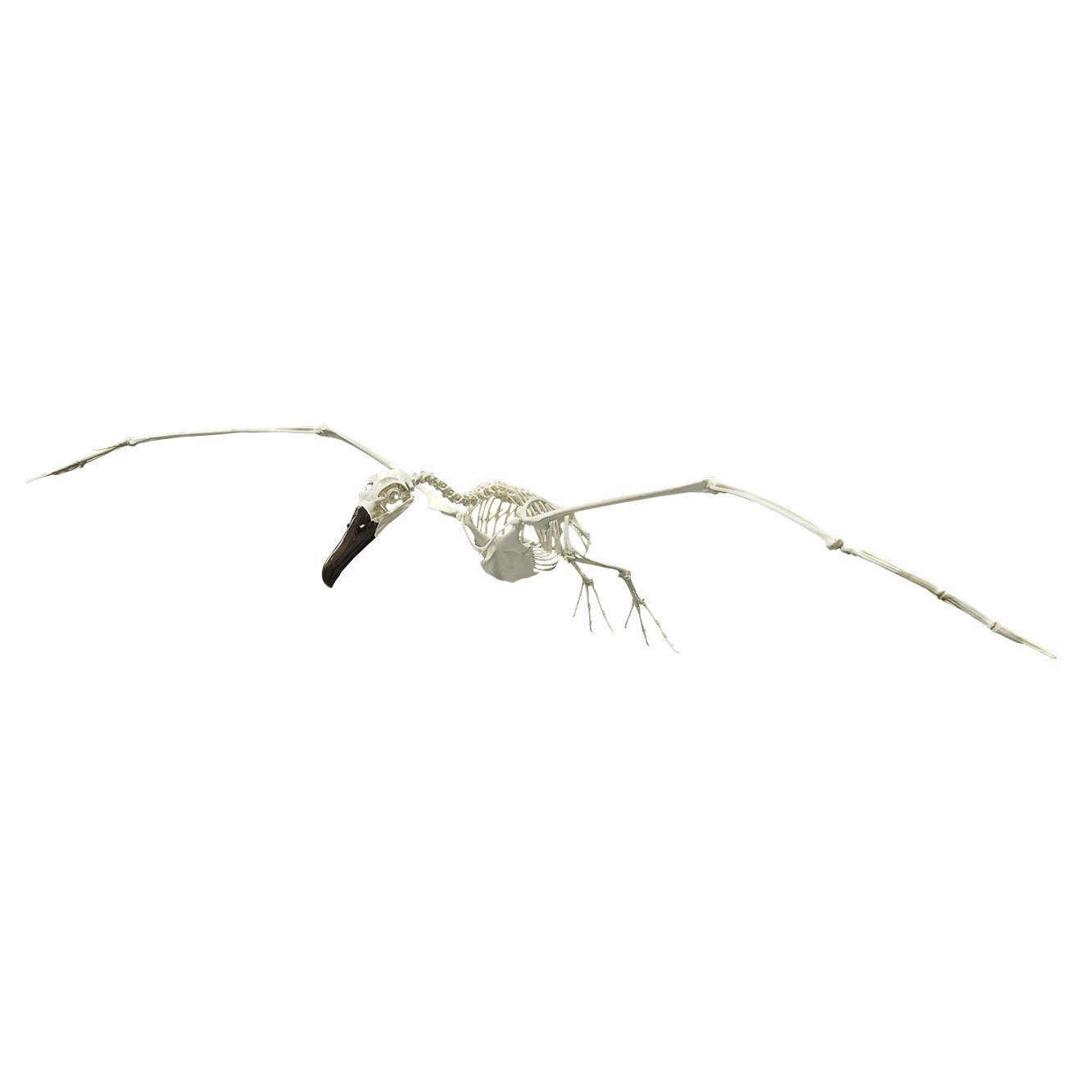 Authentic Replica Black-Footed Albatross Skeleton Model - Lifelike Bird Bone Structure for Science Education, Museum Display & Home Decor