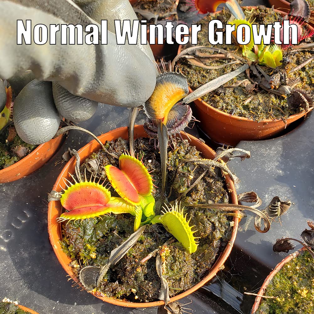 B52 Venus Flytrap (Dionaea muscipula) - Live Carnivorous Plant in 3