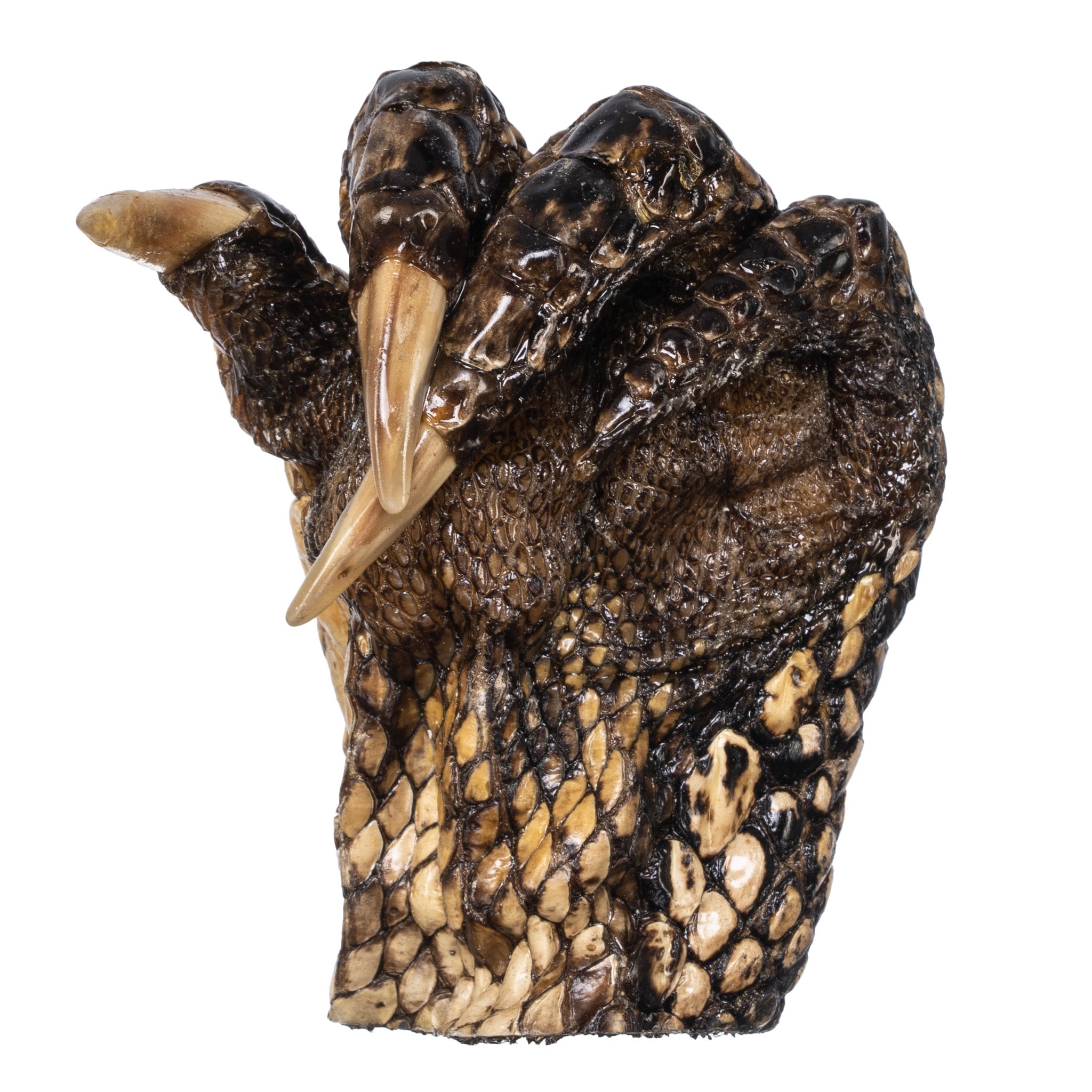 Freeze Dried Alligator Foot - Exotic Snack, Unique Gift & Novelty Item for Parties, Halloween, and Home Decor