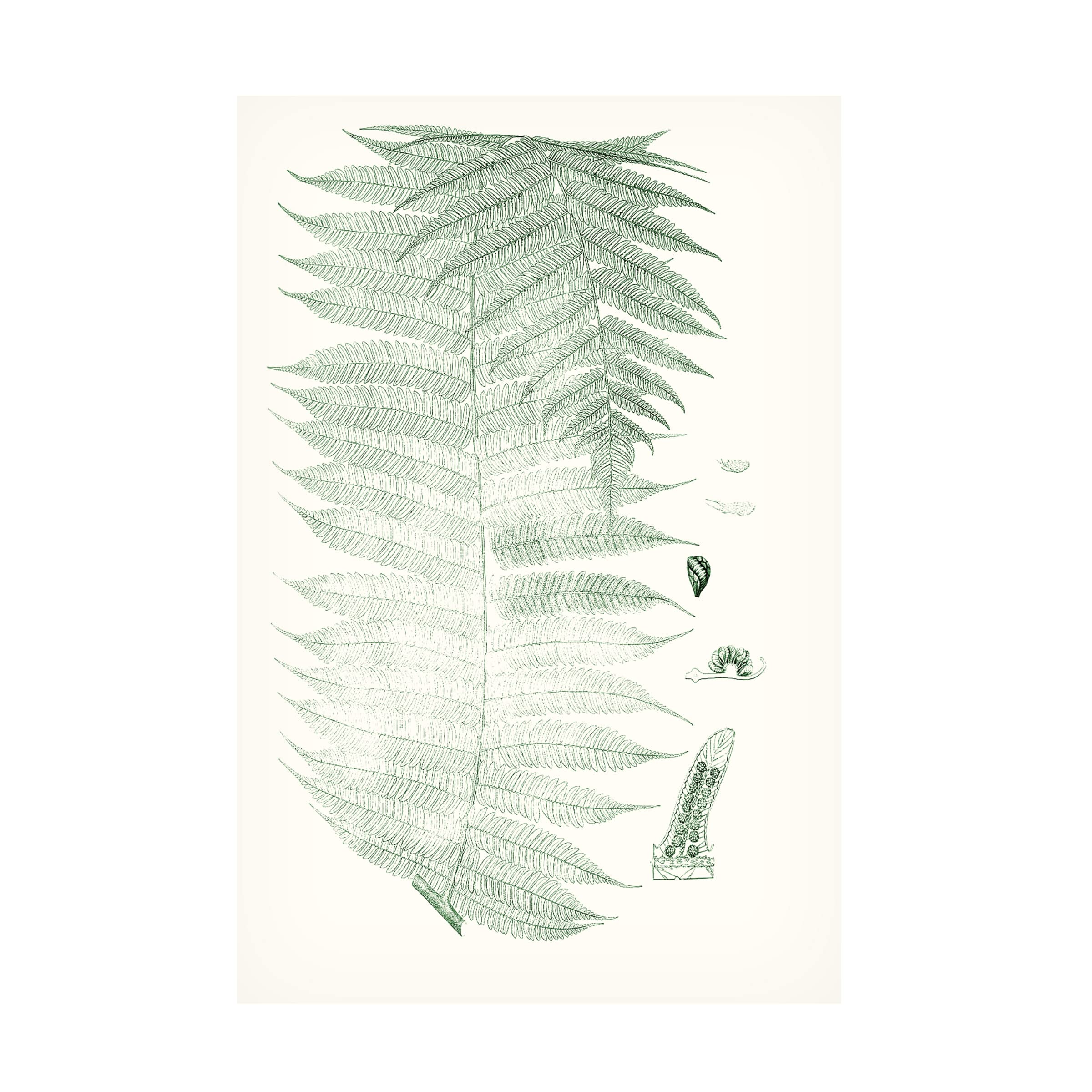 Trademark Fine Art 'Verdure Ferns VI' Canvas Wall Art Print by Vision Studio - Elegant Botanical Decor for Living Room, Bedroom & Office