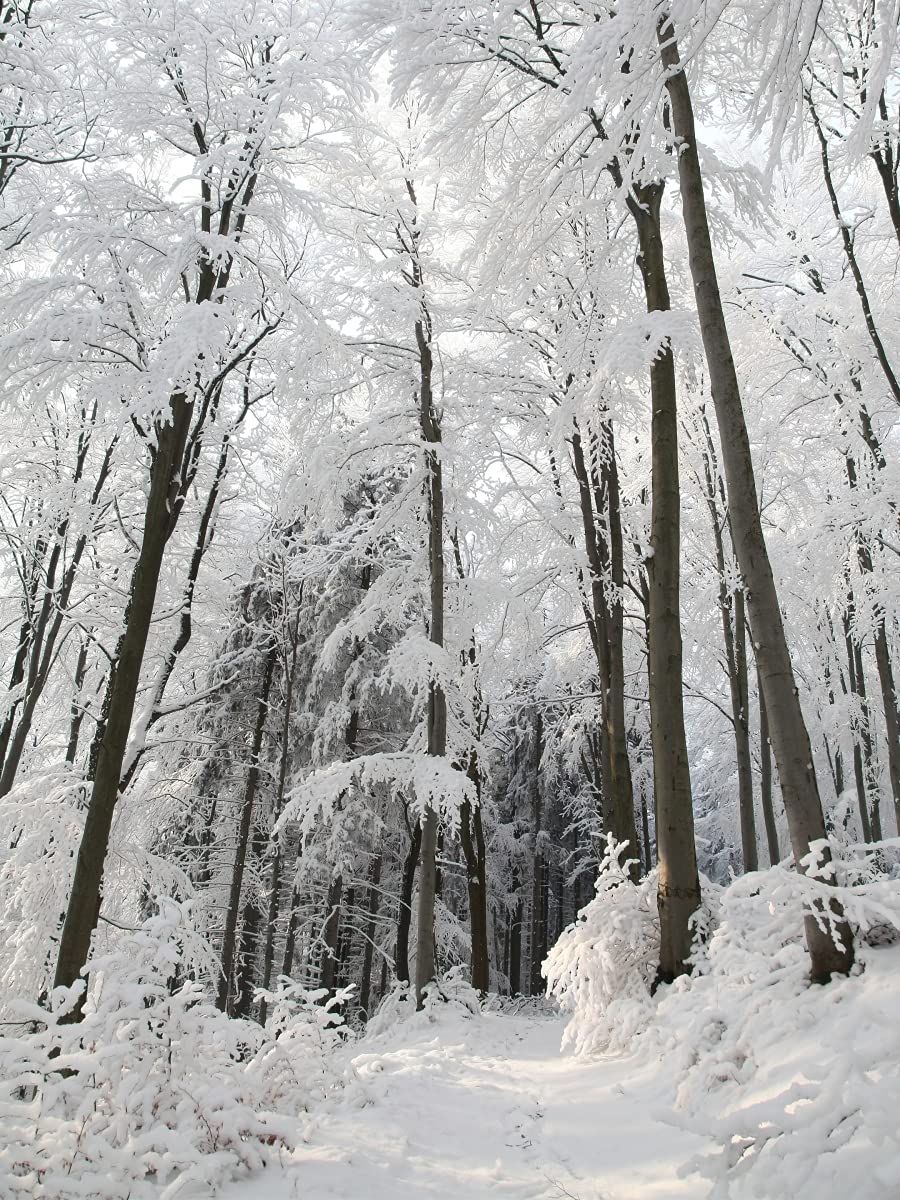 Snowy Path Photography Canvas Art - 16x20 Inch Winter Landscape Wall Decor for Living Room, Bedroom & Office