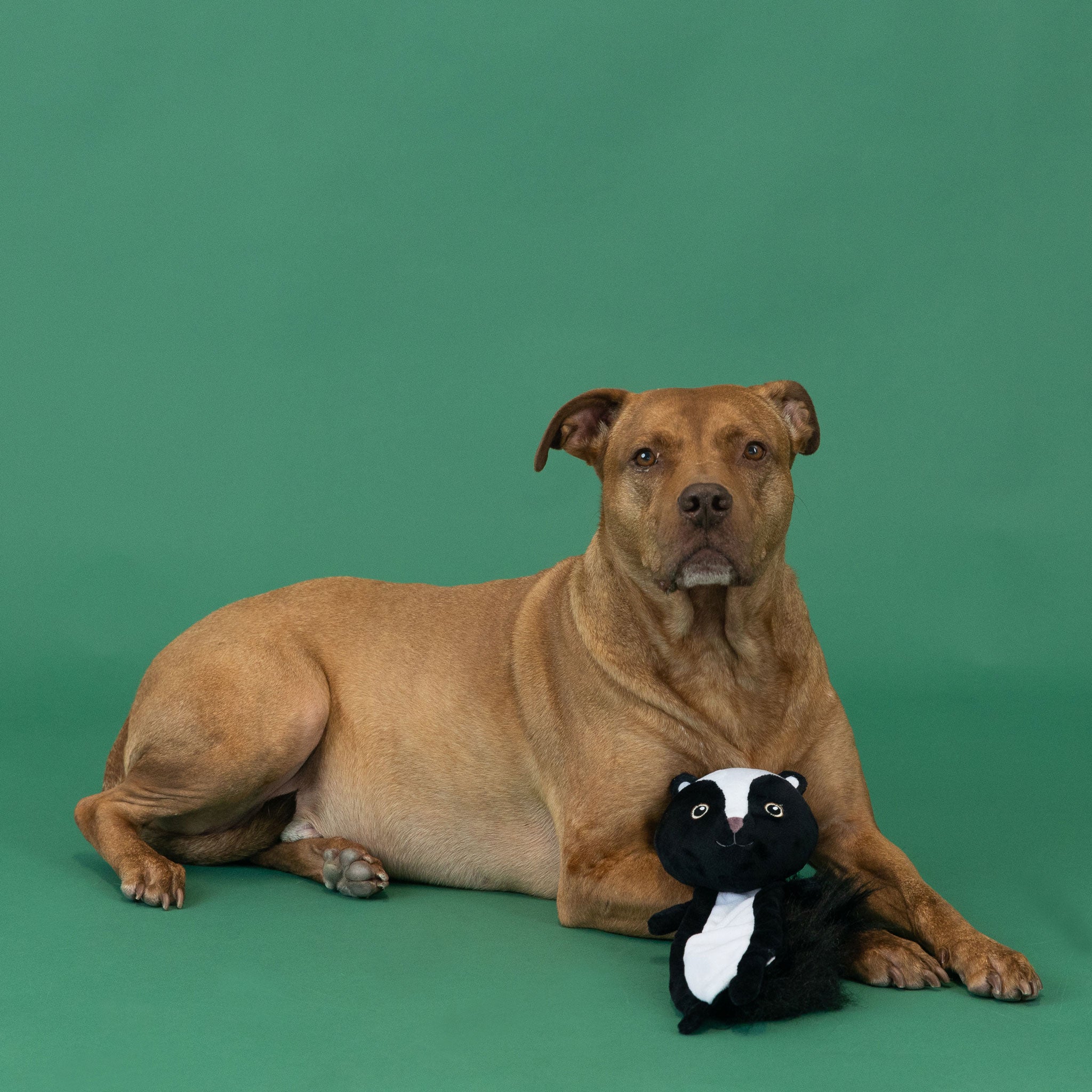 Fringe Woodland Critters Flattie Skunk Dog Chew Toys - Durable Plush Squeaky Toy for Small & Medium Dogs - Perfect for Indoor Play, Training, and Cuddling