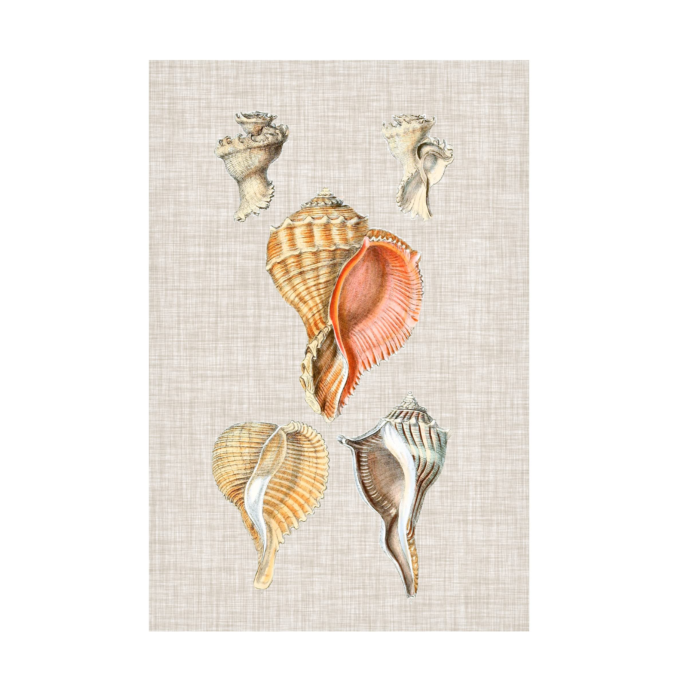 Trademark Fine Art 'Antique Shells on Linen VI' Canvas Wall Art Print by Vision Studio - Perfect for Beach House Decor, Coastal Living Room & Nautical Bathroom