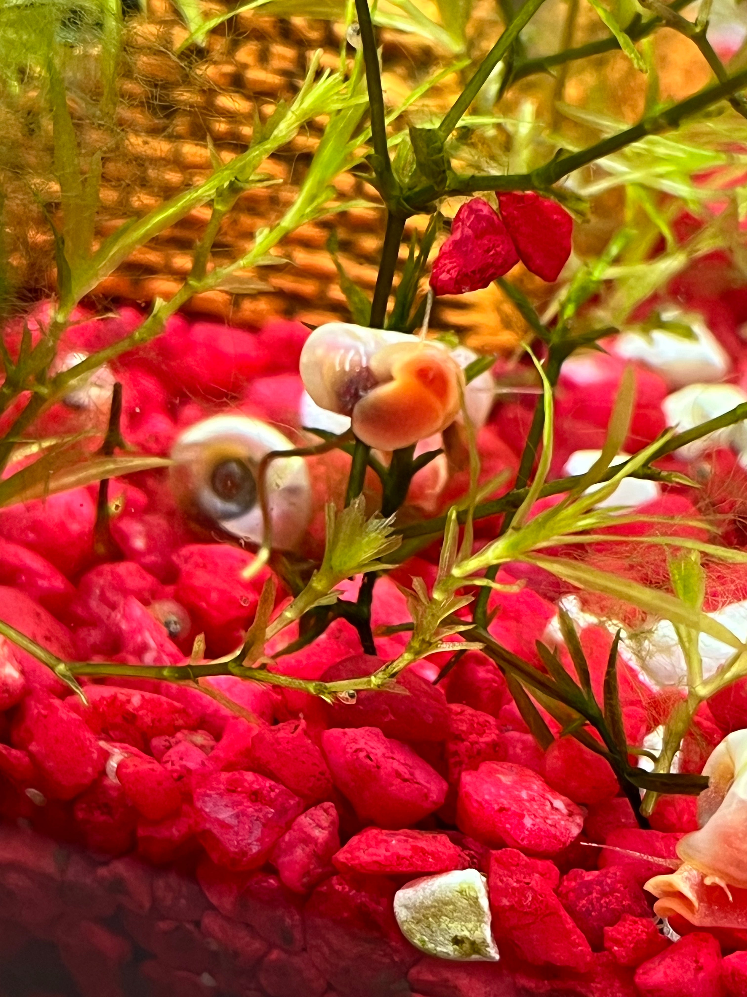 7 Live Ramshorn Snails for Aquarium – Natural Algae Eaters & Tank Cleaners | Freshwater Snails for Fish Tank | Low Maintenance Aquatic Pets | Perfect for Planted Tanks & Nano Aquariums