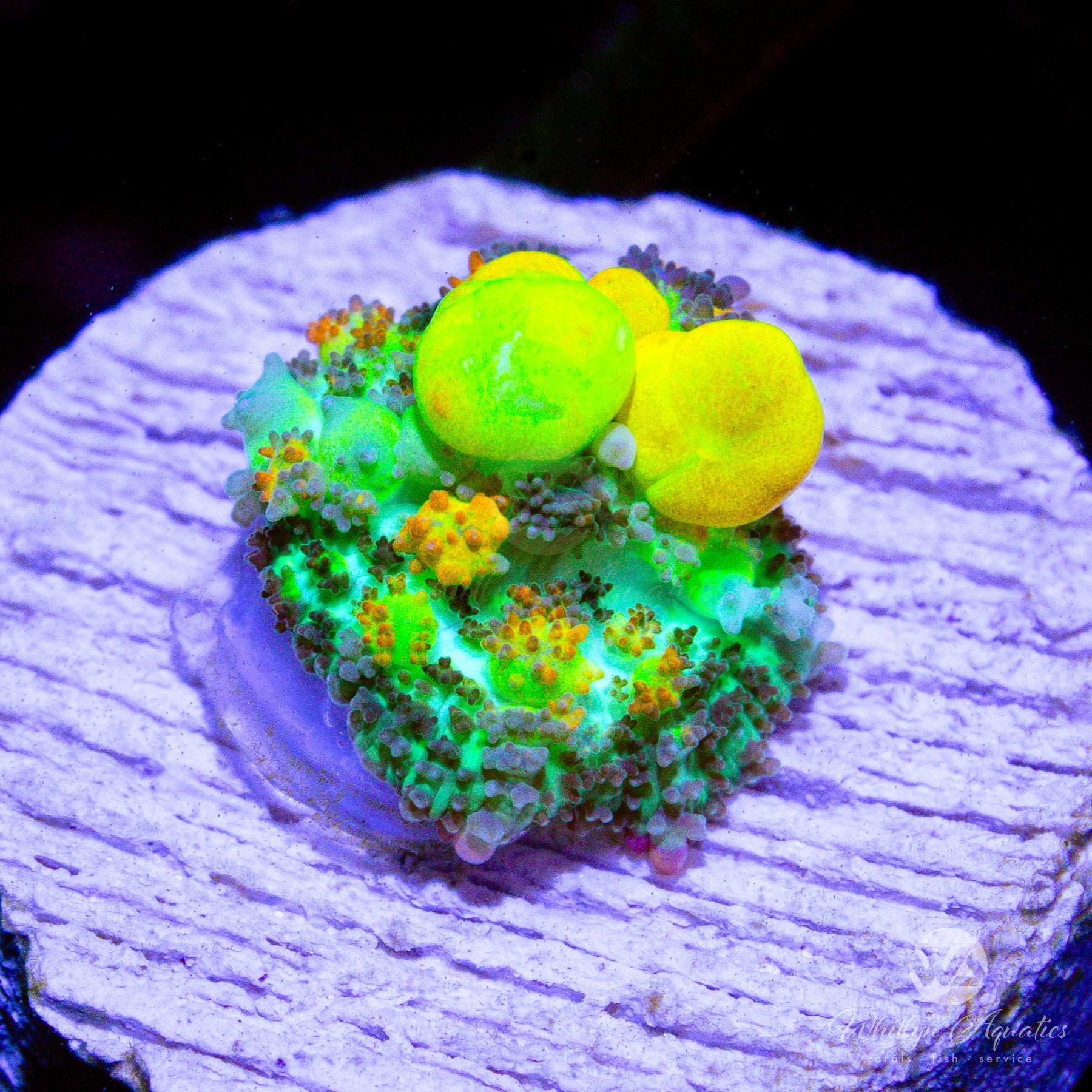 B50 Small OG Bounce Mushroom Coral Frag (~0.5 Inch) for Saltwater Aquarium - Perfect for Nano Reef Tanks and Coral Propagation