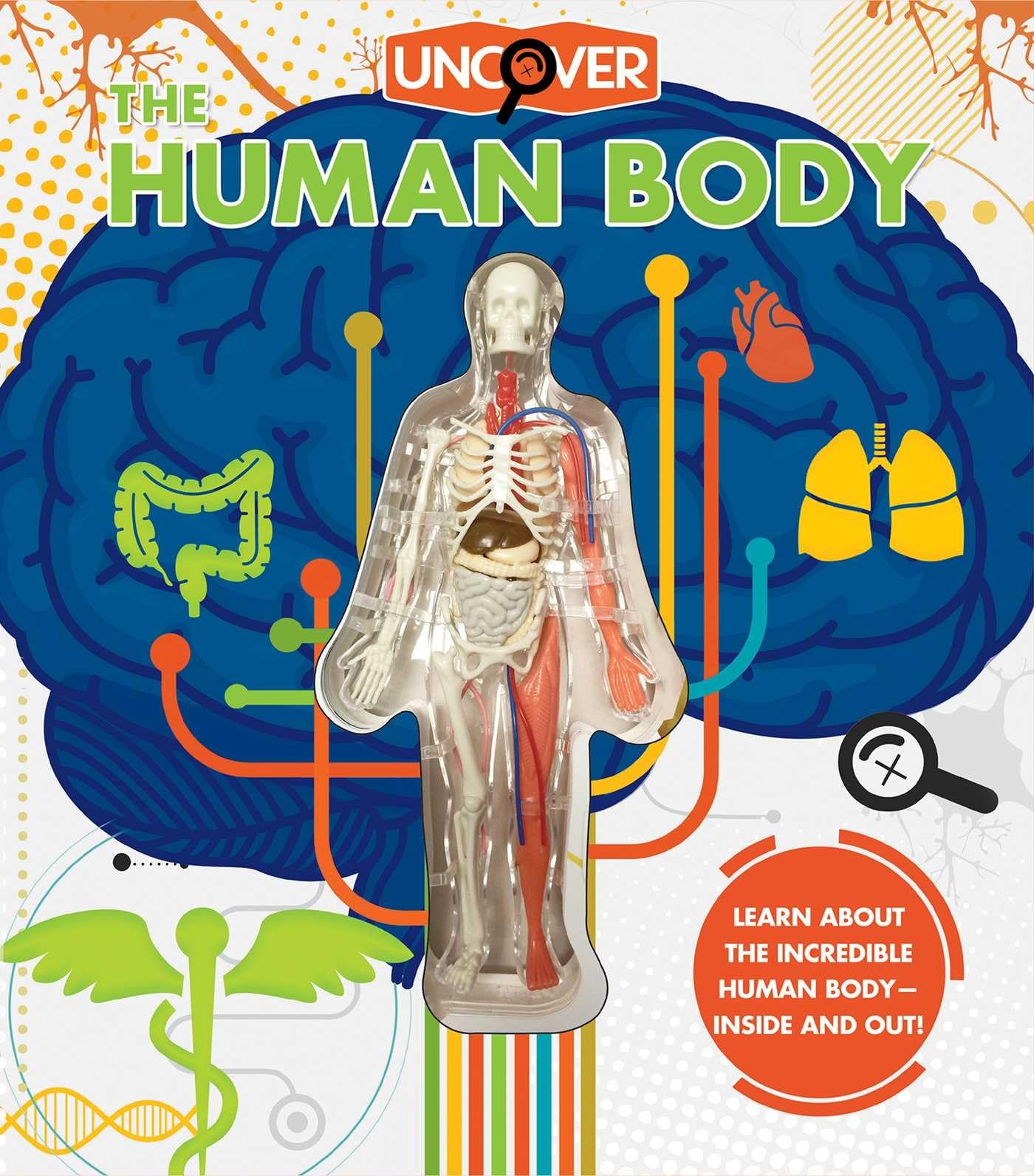 Human Body Anatomy Model - Educational Science Kit for Kids & Students | Perfect for Classroom Learning & Homeschooling