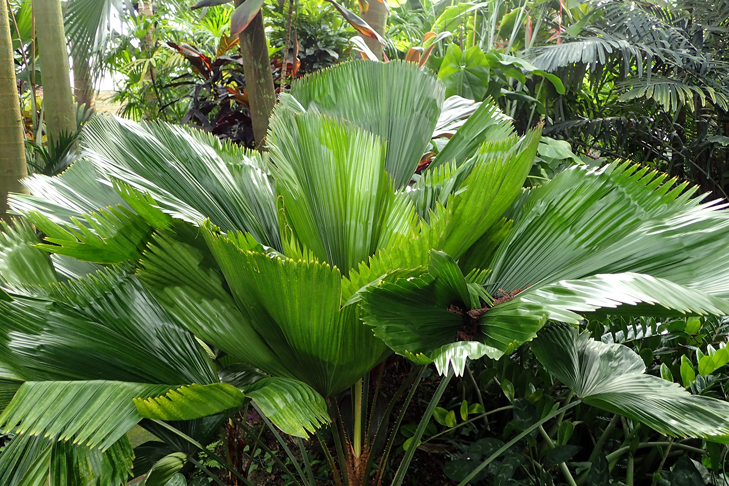 Licuala Grandis - Vanuatu Fan Palm & Ruffled Fan Palm - 5 Live Plants in 4 Inch Growers Pots - Rare Tropical Ornamental Palms for Florida Landscaping, Indoor Decor, and Exotic Gardens