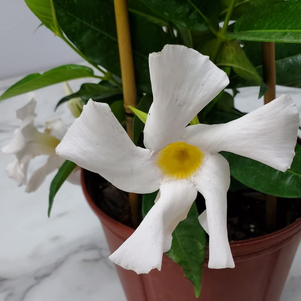 Live Mandevilla Vine Plant with Trellis - White Giant Tropical Flowering Vine from Florida - 36