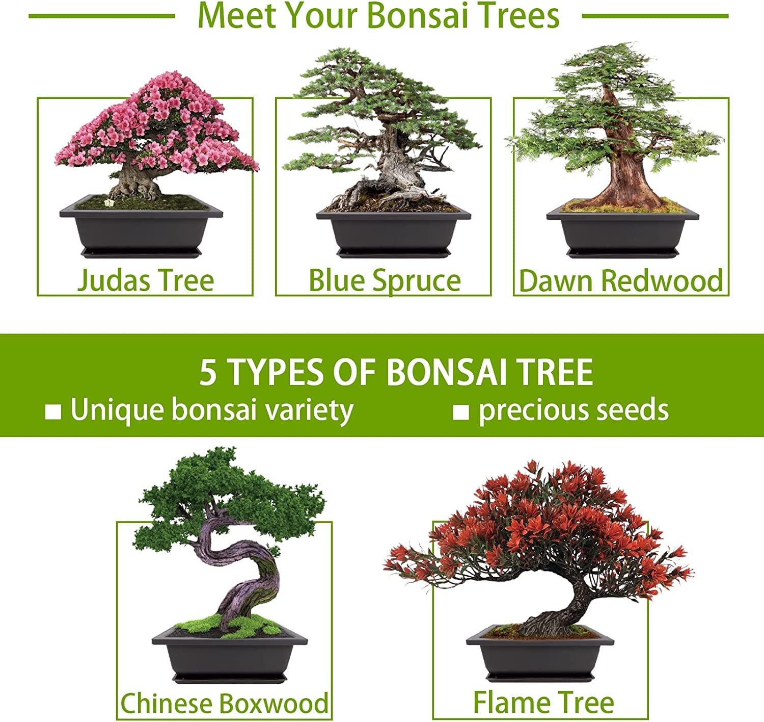 Bonsai Tree Kit - Complete Indoor Growing Tools for Home Gardening & DIY Gifts | Perfect for Beginners & Adults
