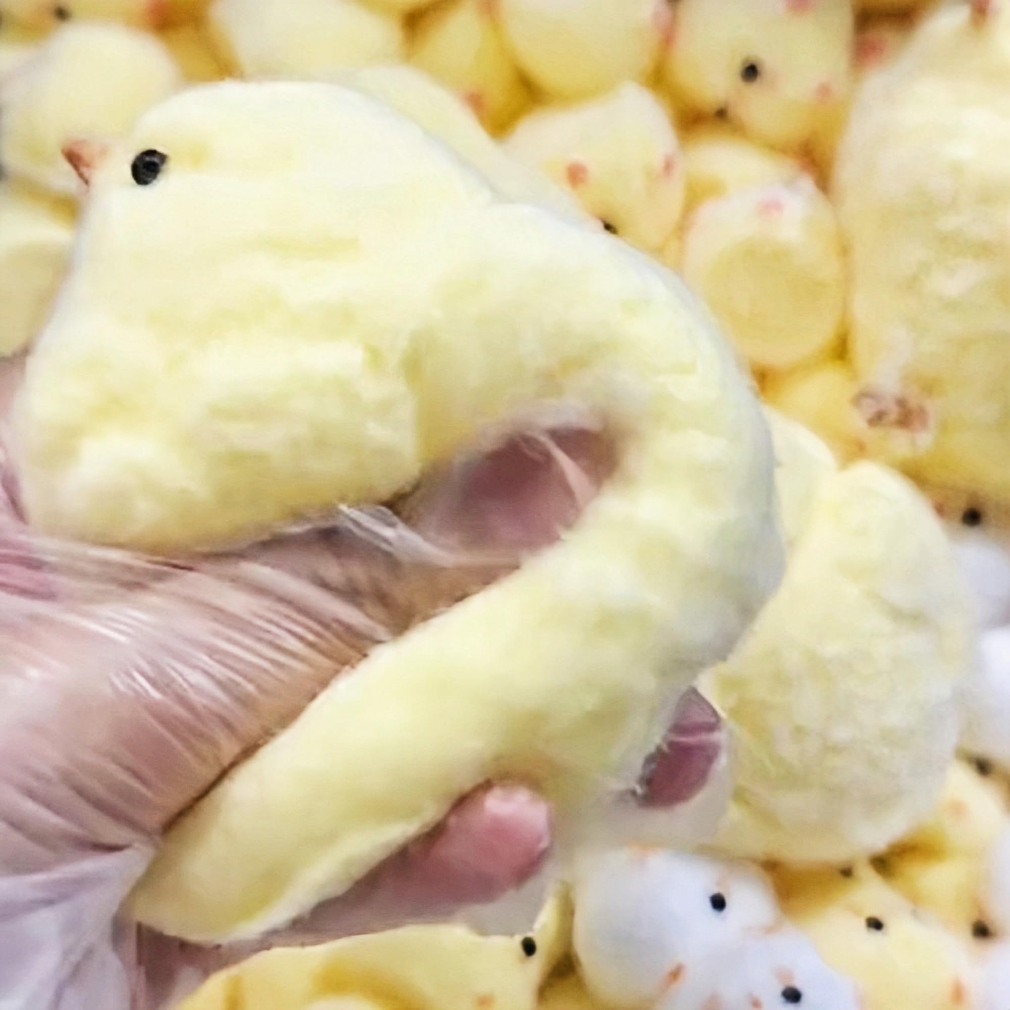 Handmade Ultra Soft Chicken Squishy Fidget Toys - Stress Relief Silicone Squeeze Sensory Toys for Kids & Adults - Perfect for Anxiety Relief, Classroom Focus & Office Desk Decor