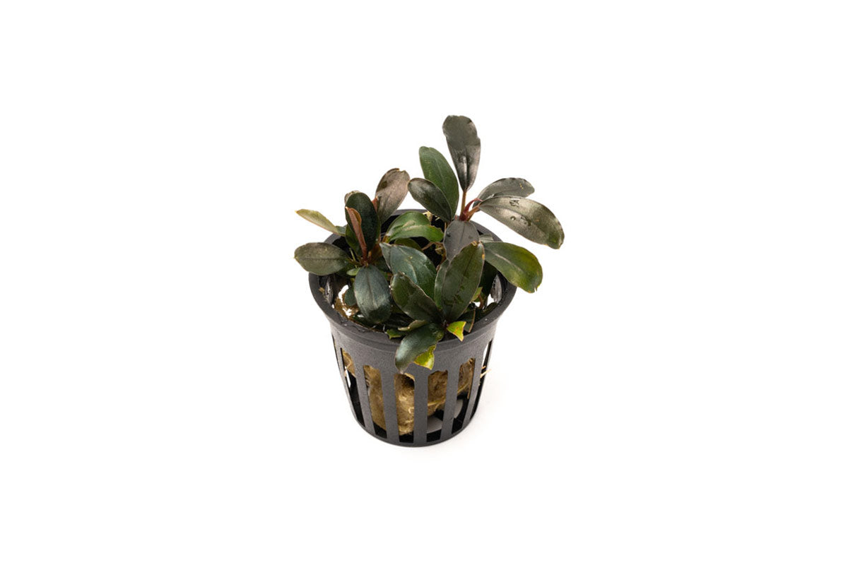 Bucephalandra Black Pearl Aquatic Plant - Rare Live Aquarium Plant for Fish Tank Decoration, Perfect for Aquascaping and Shrimp Tanks