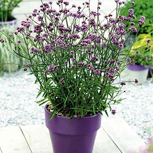 50 Deep Lilac Flower Seeds - Showy Purple Blooms for Garden, Landscaping & Bouquets