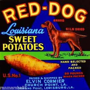 Louisiana Sweet Potato Crate Magnet - Vintage Red Dog Irish Setter Design for Refrigerator & Metal Surfaces | Kitchen Decor, Office Accessories, Gift Idea