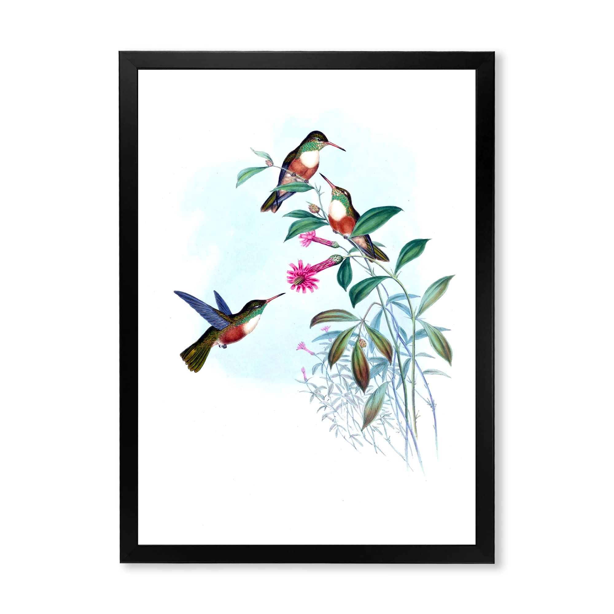 Vintage Hummingbird IV Traditional Framed Wall Art - Hand Painted Canvas Print - Nature Inspired Home Decor for Living Room, Bedroom & Office