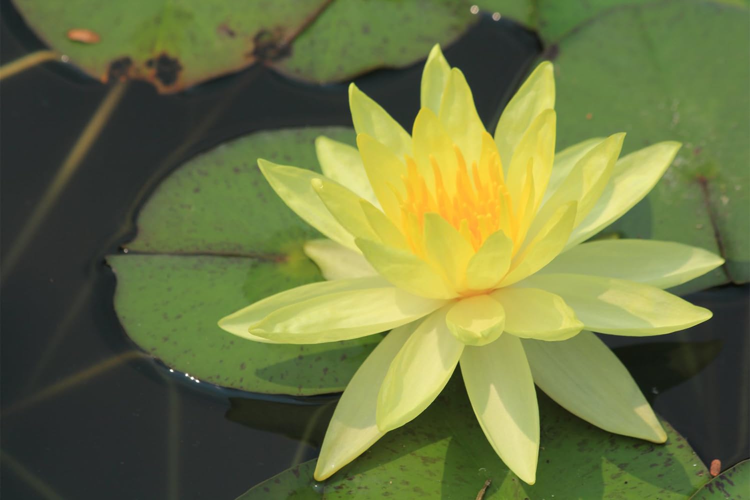 60 Pcs Mixed Bonsai Bowl Lotus Seeds & Water Lily Seeds for Planting - Non-GMO Fresh Aquatic Garden Seeds for Ponds, Water Features & Indoor Water Gardens