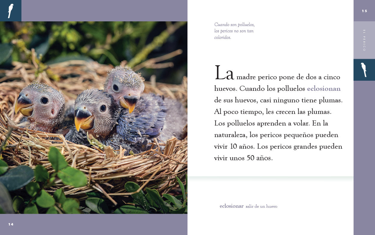 El Perico 9781640266773 - Authentic Latin American Parrot Book for Kids | Perfect for Bilingual Education & Cultural Learning at Home or School