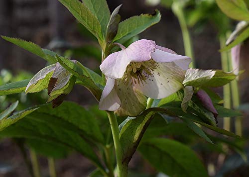 Pink Hellebore Lenten Rose Laminated Poster - 20x30 Inch Vibrant Floral Wall Art for Home Decor, Living Room, Bedroom & Office - Fits Standard Frames