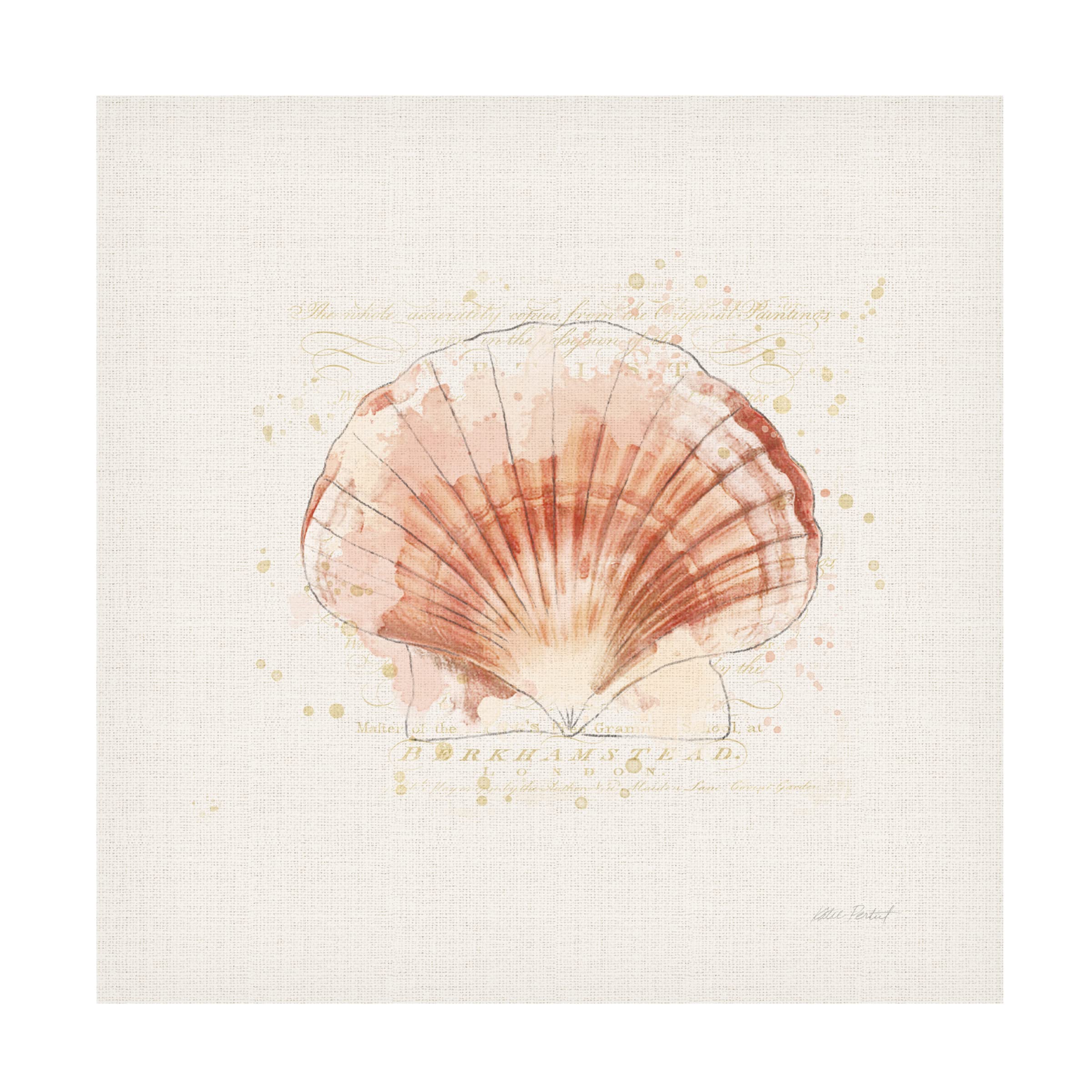 Trademark Fine Art 'Shell Collector IV' by Katie Pertiet - Stretched Canvas Wall Art for Beach House Decor, Coastal Living Room & Nautical Bedroom