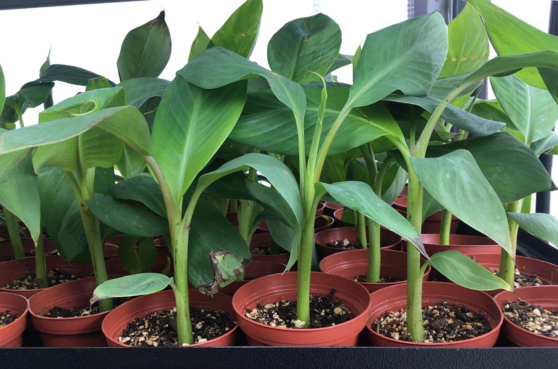 Sweetheart Banana Plant - Rare FHIA-03 Dwarf Banana Tree for Sale - Live Tropical Fruit Plant for Home Garden, Patio & Indoor Decor