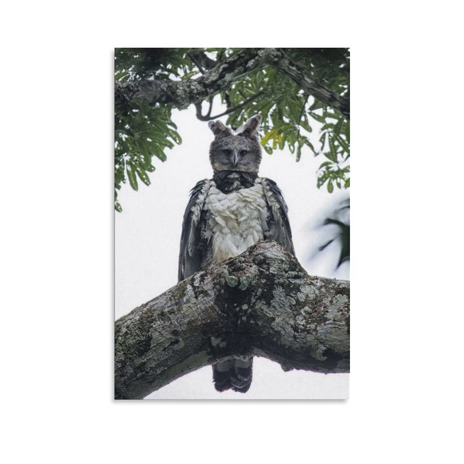 Harpy Eagle Canvas Wall Art Print - 24x36 Inches (60x90cm) - Nature Wildlife Bird Poster for Living Room, Bedroom, Office Decor - Perfect Gift for Animal Lovers & Home Decoration