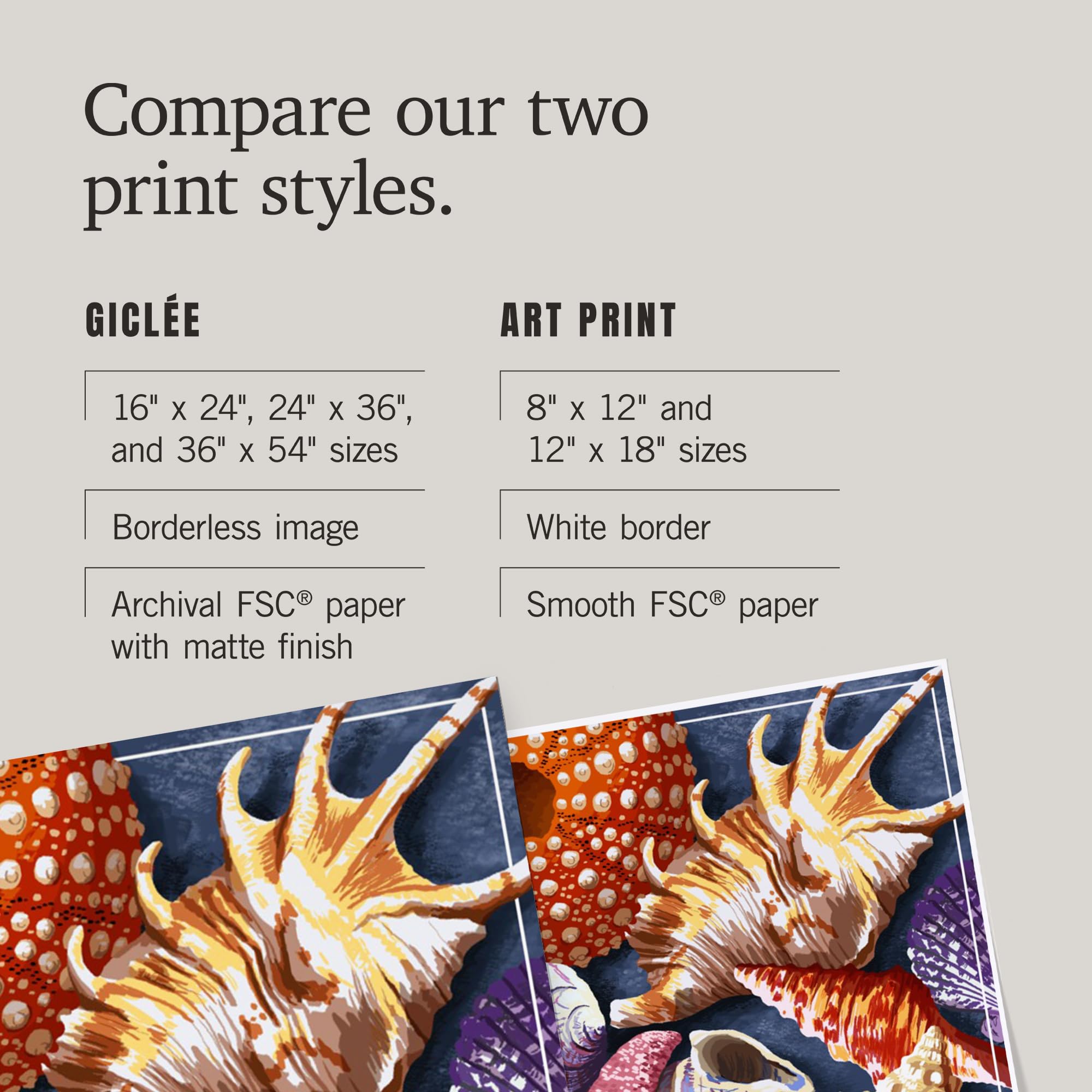 Lantern Press 16x24 Inch Giclee Art Print - Marco Island Shells Wall Decor | Coastal Beach House Decor, Living Room & Bedroom Wall Art