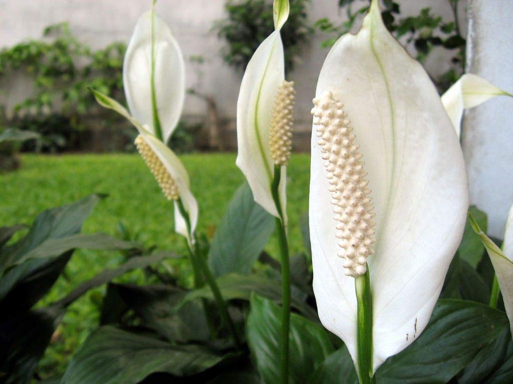 Peace Lily Live Plant - Spathiphyllum in 6 Inch Pot | Air Purifying Indoor Houseplant for Home, Office & Bedroom Decor | Low Maintenance Houseplant Gift Idea