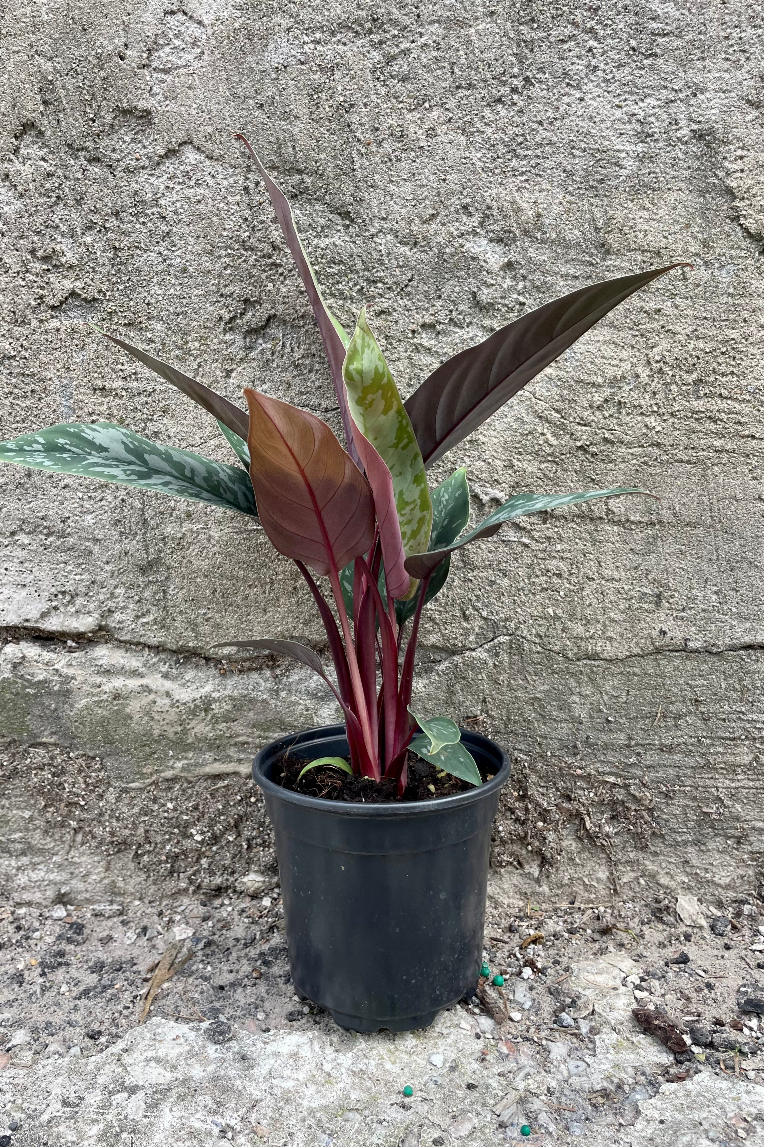 Apoballis Acuminatissima 'Lavallaei' - Rare Tropical Houseplant for Indoor Gardens | Perfect for Home Decor, Office Spaces & Plant Enthusiasts
