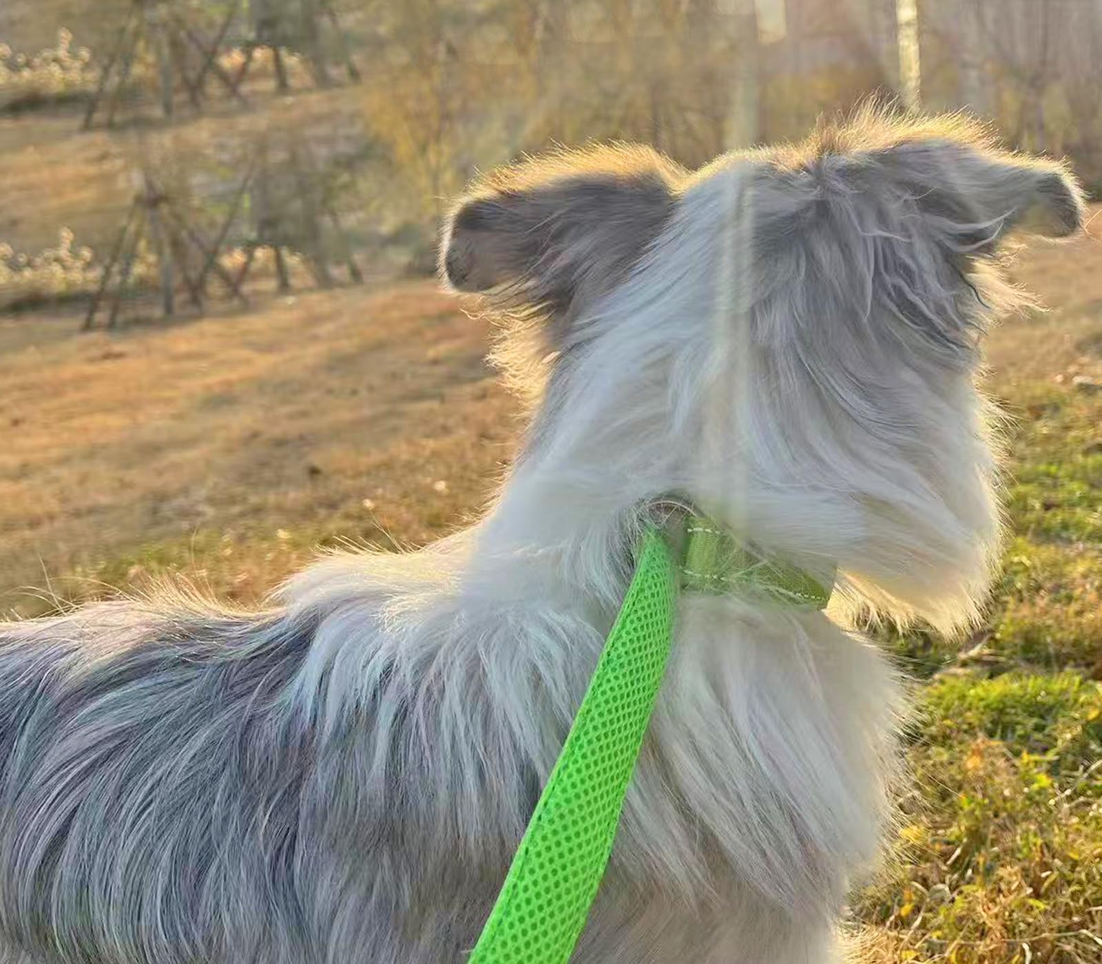 Reflective Adjustable Nylon Dog Training Collar with Soft Padding - 1