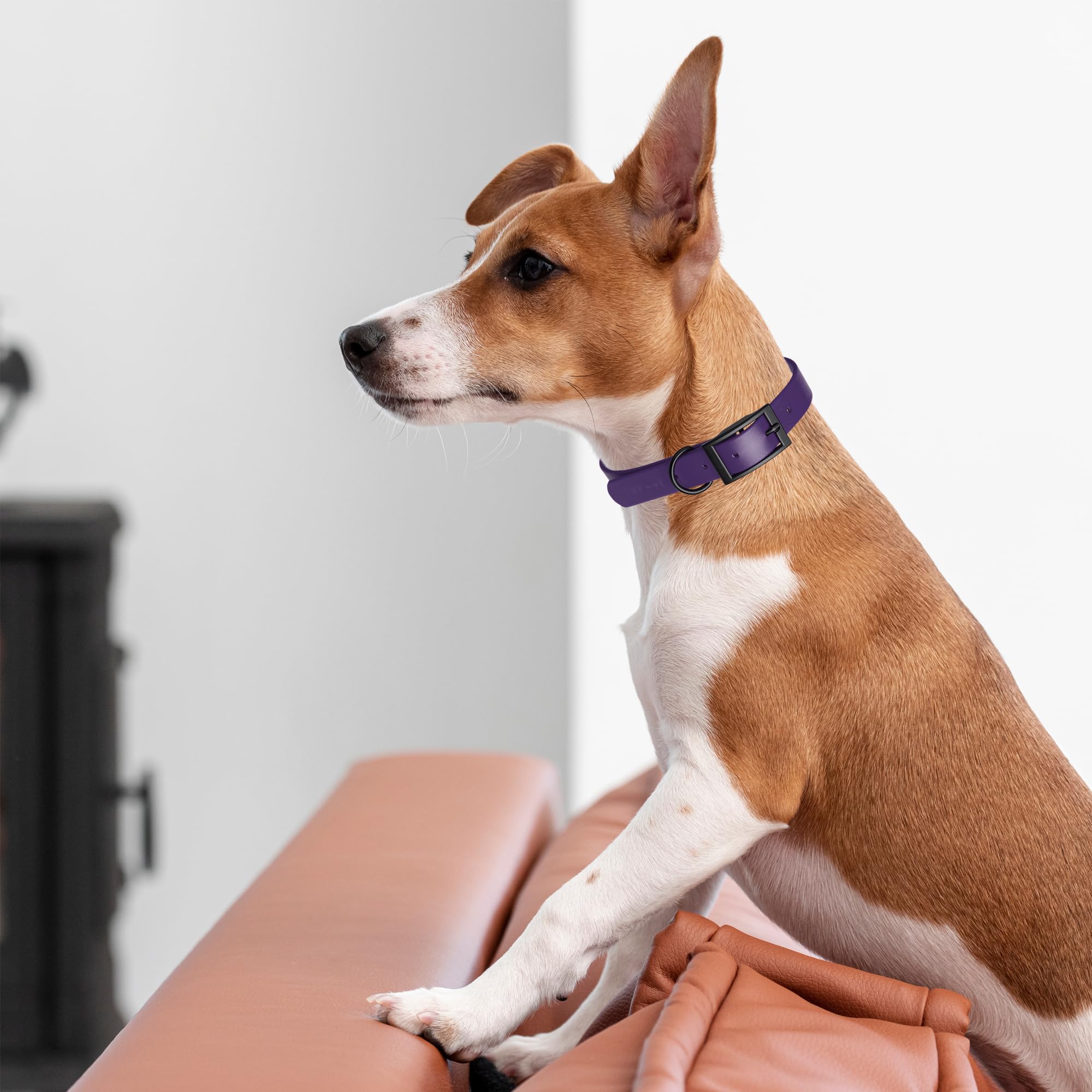 Premium Waterproof Biothane Dog Collar - Heavy Duty Coated Nylon Webbing with Black Hardware | Odor-Resistant, Easy to Clean & Low Maintenance | Perfect for Small, Medium & Large Dogs | Violet Purple | Ideal for Swimming, Hiking & Outdoor Adventures