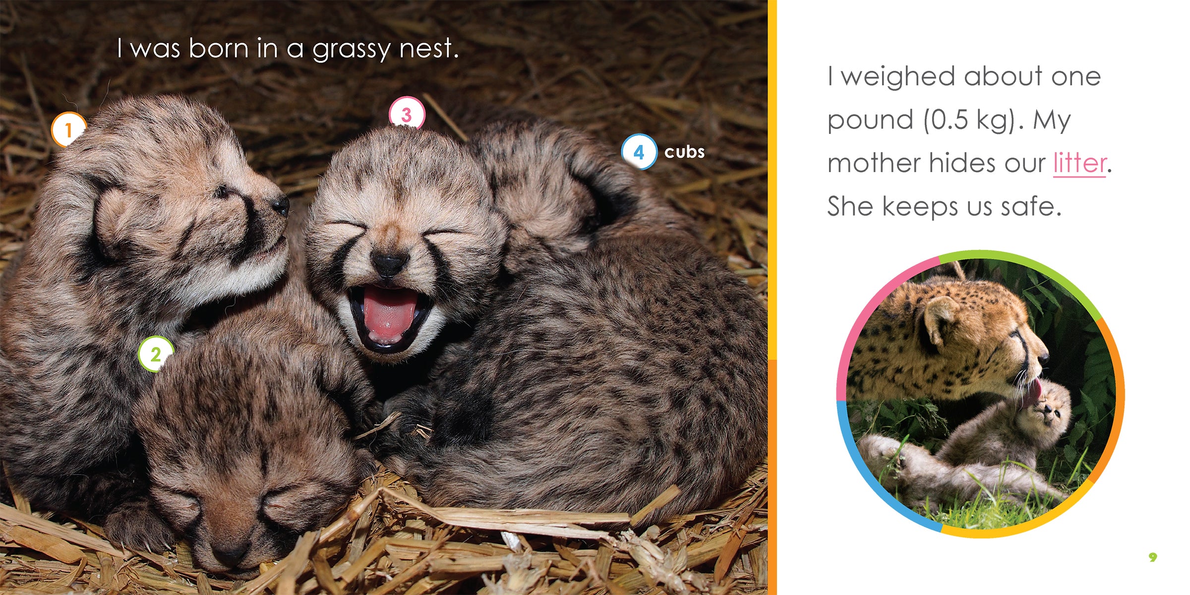 Baby Cheetahs Book - ISBN 978-1-64026-346-8 - Perfect for Kids' Wildlife Education & Bedtime Stories