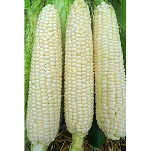 Hickory King Dent Corn Seeds (200 Count) - Premium Roasting Corn, Hominy Grits & Cornmeal for Cooking - Perfect for Southern Recipes, Cornbread & Traditional Dishes