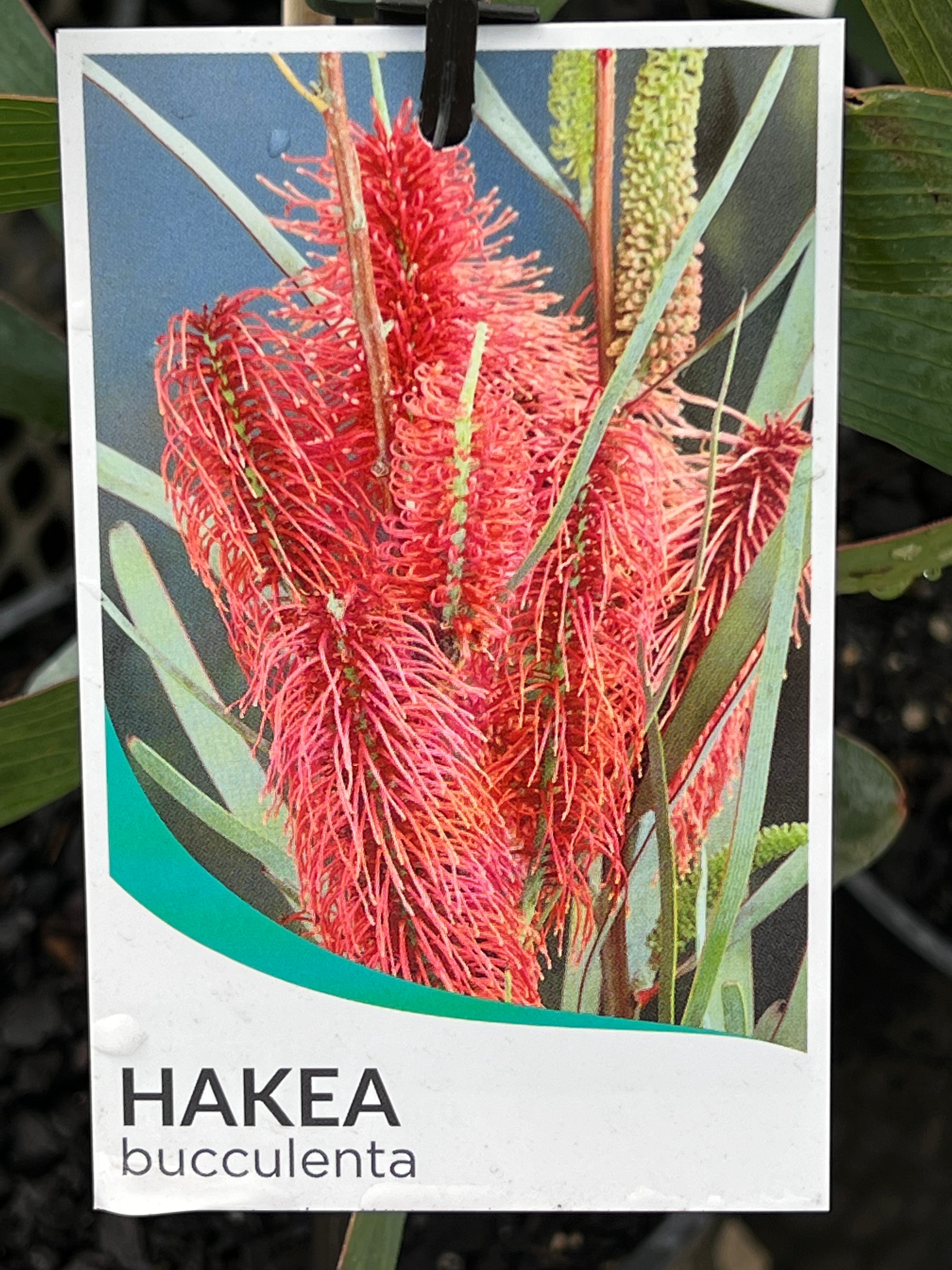 Hakea Bucculenta Plant - Rare Australian Native Shrub with Unique Foliage for Landscaping and Garden Decor