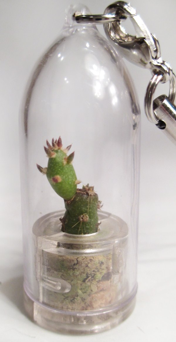 Live Needle Bonsai Cactus Terrarium Plant - Mini Succulent Keychain Accessory for Home Decor, Office Desk, or Gift Giving
