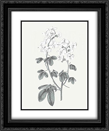 Wild Apple Portfolio 15x17 Black Ornate Framed Double Matted Museum Art Print - Neutral Botanical III Wall Decor for Living Room, Bedroom & Office