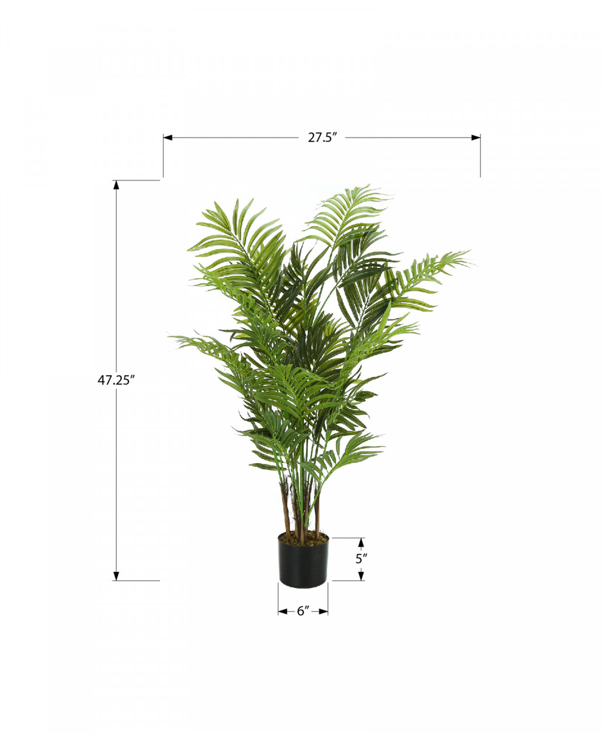47 Areca Palm Trees with 5 Black Pots - Indoor/Outdoor Tropical Plants for Home, Office & Garden Decor