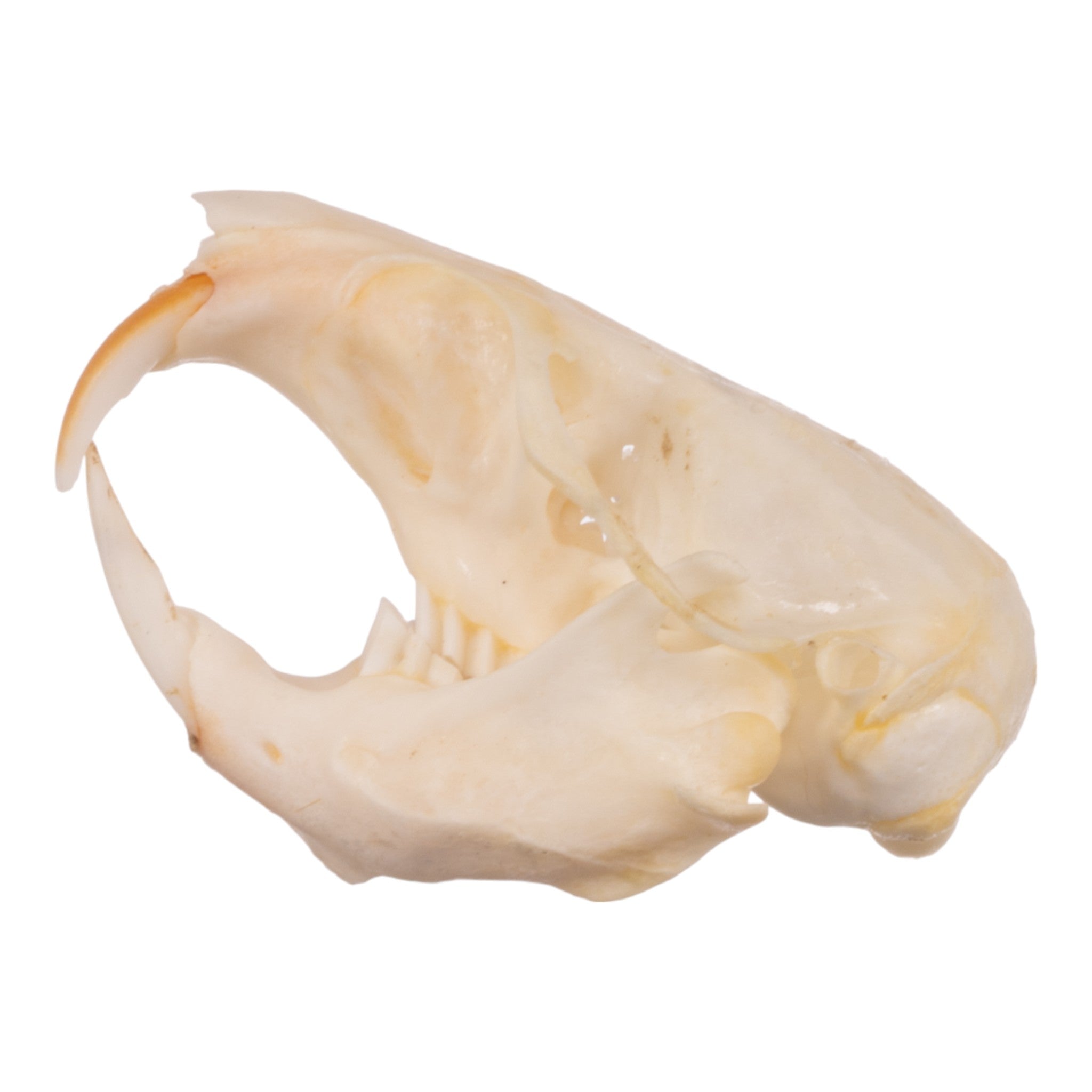 Authentic Idaho Pocket Gopher Skull - Taxidermy Specimen for Science Study, Oddity Collectors & Home Decor - Perfect for Educational Displays, Cabin Decor & Gothic Collections